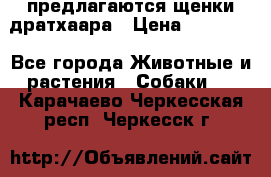 предлагаются щенки дратхаара › Цена ­ 20 000 - Все города Животные и растения » Собаки   . Карачаево-Черкесская респ.,Черкесск г.